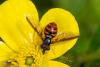 Chrysotoxum triarcuatum